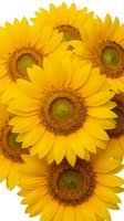 Bright yellow sunflowers with detailed centers isolated on white background for summer designs, greeting cards, and seasonal decorations.