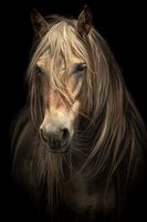Dramatic portrait of palomino horse with flowing mane against black background, showcasing majestic equine features for wildlife and animal photography.