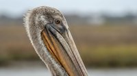 Young brown pelican portrait showing detailed feather texture and distinctive large beak against blurred natural wetland background for wildlife photography.