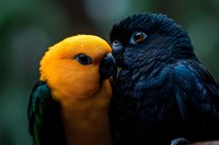 Two colorful parrots showing affection with intimate bonding behavior, tropical birds displaying natural courtship and companionship in wildlife setting.