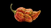 Wrinkled red and yellow hot pepper isolated on transparent background, ready for culinary design, print-on-demand products, and digital crafts.