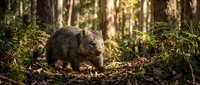 Wombat walking through native Australian forest with ferns and eucalyptus trees in natural woodland habitat during golden hour sunlight.