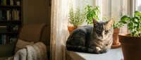 Adorable tabby kitten sitting on windowsill with potted herbs and plants in cozy home interior with warm sunlight streaming through window.