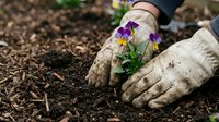 Gardener wearing work gloves plants purple and yellow flowers in soil outdoors. Hands-on gardening activity for spring planting, landscaping, and horticulture projects.