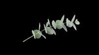 Eucalyptus branch with green oval leaves isolated on transparent background, ready for t-shirt design, clipart, stickers, sublimation and print-on-demand projects.