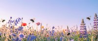 Wildflower meadow with red poppies and blue lupines blooming under soft morning light, ideal for nature backgrounds and spring designs.