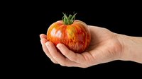 Fresh ripe tomato with red and orange gradient held in open palm, isolated on transparent background. Ready for t-shirt designs, clipart, stickers, print-on-demand products, and sublimation projects.