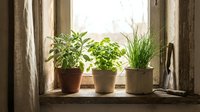 Three potted herbs growing on rustic wooden windowsill with natural sunlight streaming through vintage window frame creating cozy indoor garden atmosphere.