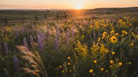Golden hour wildflower meadow with purple lupines and yellow blooms stretching across rolling hills under warm sunset light creating peaceful natural landscape.