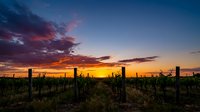 Vineyard landscape at sunset with dramatic golden and purple sky, wooden posts in rows across agricultural field during dusk, rural wine country scenery.