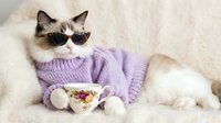 Stylish ragdoll cat wearing sunglasses and purple sweater holding floral teacup on cozy blanket for pet fashion and humor content.