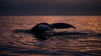 Whale tail fluke emerging from ocean water during golden sunset creating dramatic silhouette against warm orange sky reflecting on rippling sea surface.
