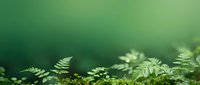 Fresh green fern leaves with soft bokeh background creating natural botanical frame for eco-friendly design projects and organic branding materials.