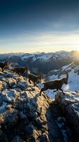 Mountain goats grazing on snowy alpine peaks at golden hour sunrise with dramatic mountain range backdrop for outdoor adventure and wildlife content.