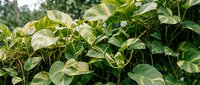 Lush variegated hosta plants with cream and green striped leaves growing in garden shade, ornamental foliage for landscaping and outdoor decoration.