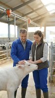 Middle-aged Caucasian male farmer and young Caucasian female veterinarian examining white calf in modern dairy barn facility for livestock care and agriculture.