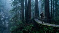 Hiker traversing wooden boardwalk through misty old-growth forest with towering evergreen trees and lush undergrowth, suitable for travel and nature content.