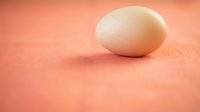 Single white chicken egg on coral pink textured surface with soft lighting and copy space for Easter holiday cooking baking kitchen food photography.