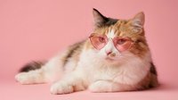 Adorable fluffy orange and white cat wearing pink heart-shaped sunglasses on pastel pink background for Valentine's Day greeting cards and romantic designs.