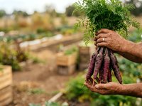 Farmer holding freshly harvested purple carrots with soil and green foliage in vegetable garden field, organic farming and sustainable agriculture.