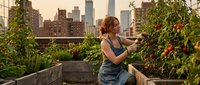 Urban farming woman harvesting fresh tomatoes on rooftop garden with city skyline backdrop, sustainable agriculture and green living concept.