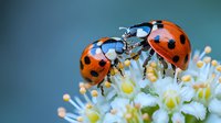 Two red ladybugs meeting on delicate white spring flower against blurred teal background, macro nature photography showing intricate details and natural behavior.