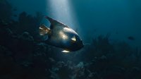 Tropical fish swimming near coral reef in deep ocean waters with sunlight filtering through blue sea, underwater marine life exploration.