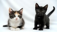 Two adorable kittens sitting together on white background, calico and black breeds, domestic pets isolated for design use in veterinary and animal care.