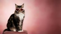 Adorable tabby kitten wearing heart-shaped sunglasses sitting on pink background, cute pet portrait for Valentine's Day greeting cards and romantic designs.