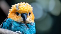 Colorful parrot with orange head and blue feathers perched naturally. Tropical bird portrait with vibrant plumage for wildlife and nature photography projects.