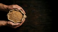 Farmer hands holding golden wheat grains over dark wooden surface, representing harvest, agriculture, and grain production for farming and food industry.