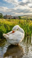 White swan preening feathers in shallow pond with rural farmhouse and rolling hills in background, suitable for nature, wildlife, and countryside themes.