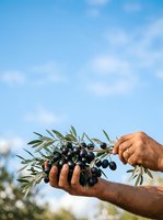 Farmer holding fresh olive branch with ripe black olives against blue sky, harvesting organic produce for food and oil production.