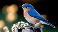 Eastern bluebird perched on wooden post with white spring blossoms and soft bokeh background, displaying vibrant blue feathers and orange breast plumage.