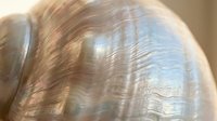 Iridescent abalone shell surface displaying natural rainbow colors and organic texture patterns for luxury design and jewelry making projects.