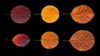 Set of six autumn leaves in red, orange, and yellow tones, isolated on transparent background. Ready for clipart, stickers, t-shirt design, sublimation, and print on demand.