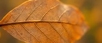 Close-up of a translucent autumn leaf with detailed veins, glowing in warm golden light. Suitable for seasonal, nature, and botanical design projects.