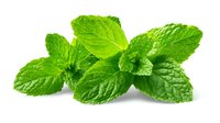 Fresh green mint leaves with textured surface isolated on white background, used in culinary, cocktails, and aromatherapy.