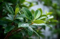 Fresh green leaves with water droplets after rain, creating a serene natural atmosphere for environmental or wellness concepts.