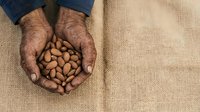 Middle-aged man with dark skin tone holding handful of raw almonds on burlap fabric surface for food, nutrition, and agriculture concepts.