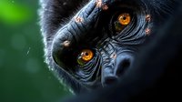 Close up portrait of black gorilla face with intense amber eyes and detailed skin texture against green natural background, dramatic wildlife photography.
