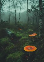 Mystical forest scene with bright orange amanita mushrooms growing among moss-covered ground and birch trees in foggy atmosphere. Dark moody nature photography.