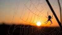 Spider silhouette on dewdrop-covered web at golden sunrise. Nature photography showcasing intricate web patterns against warm morning light backdrop.