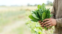 Farmer holding fresh spinach bunch in hands over blurred field background, organic vegetable harvest for agriculture, farming, and food production concepts.