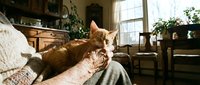 Ginger cat resting on person's lap in cozy living room with natural light, houseplants, and wooden furniture for home comfort and pet lifestyle content.