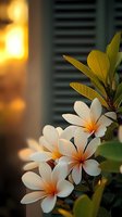 White plumeria flowers blooming at sunset with green leaves and window shutters in background, soft golden light creating dreamy tropical atmosphere.