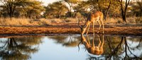 Graceful impala antelope drinking at waterhole with perfect reflection in African savanna during golden hour sunset with acacia trees in background.