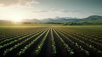 Agricultural field with rows of young green crops stretching toward mountain range at sunset, dramatic sky and sunburst create scenic rural landscape.