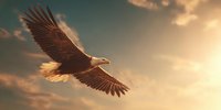 Majestic bald eagle soaring through golden sunset sky with outstretched wings, symbolizing freedom and American wilderness.