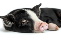 Sleeping black and white piglet close-up on white background showing pink snout and detailed fur texture, isolated for design and commercial use.
